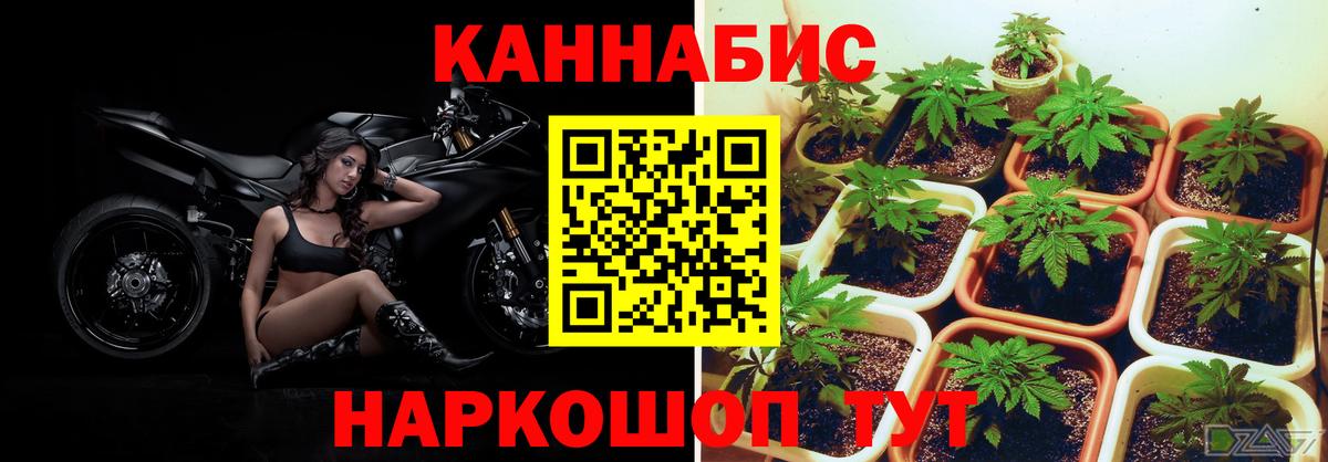 Шишки марихуана AK-47  Вход с VPN  Марихуана VHQ  Вышний Волочёк  МАРИХУАНА планчик 